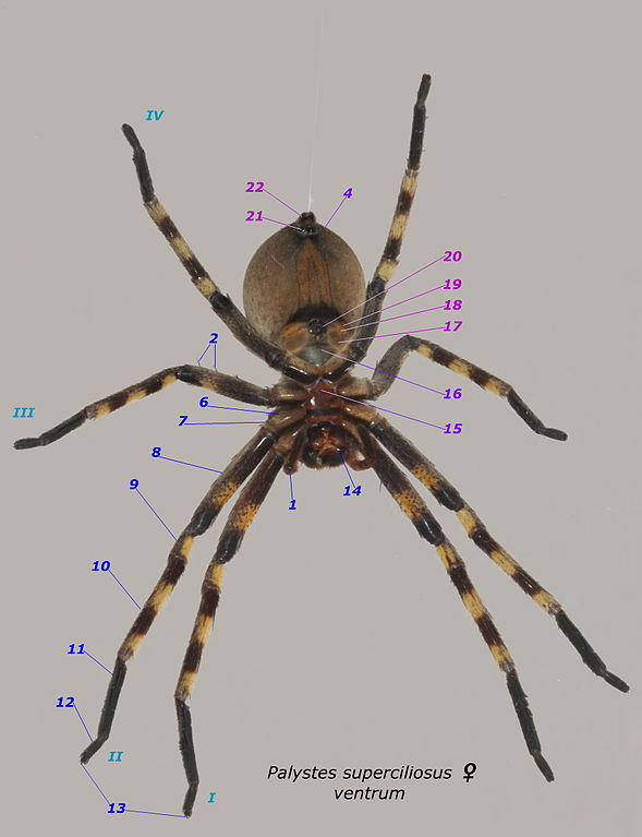 Palystes superciliosus female ventral annotation numbers